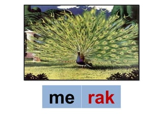 me rak
 