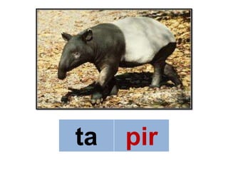 ta   pir
 