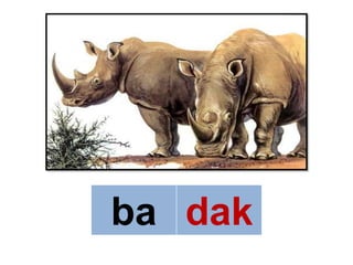 ba dak
 