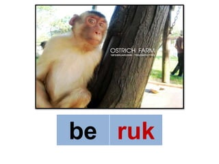 be ruk
 