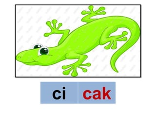 ci cak
 