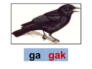 ga gak
 