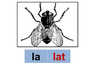 la   lat
 