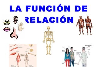 LA FUNCIÓN DE
  RELACIÓN
 