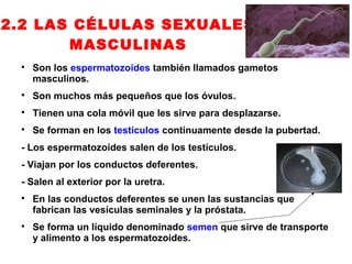 2.2 LAS CÉLULAS SEXUALES
       MASCULINAS
 
     Son los espermatozoides también llamados gametos
     masculinos.
 
     Son muchos más pequeños que los óvulos.
 
     Tienen una cola móvil que les sirve para desplazarse.
 
     Se forman en los testículos continuamente desde la pubertad.
 - Los espermatozoides salen de los testículos.
 - Viajan por los conductos deferentes.
 - Salen al exterior por la uretra.
 
     En las conductos deferentes se unen las sustancias que
     fabrican las vesículas seminales y la próstata.
 
     Se forma un líquido denominado semen que sirve de transporte
     y alimento a los espermatozoides.
 