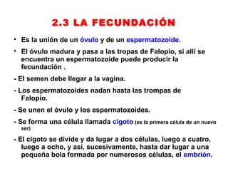 2.3 LA FECUNDACIÓN

    Es la unión de un óvulo y de un espermatozoide.

    El óvulo madura y pasa a las tropas de Falopio, si allí se
    encuentra un espermatozoide puede producir la
    fecundación .
- El semen debe llegar a la vagina.
- Los espermatozoides nadan hasta las trompas de
   Falopio.
- Se unen el óvulo y los espermatozoides.
- Se forma una célula llamada cigoto (es la primera célula de un nuevo
    ser)

- El cigoto se divide y da lugar a dos células, luego a cuatro,
   luego a ocho, y así, sucesivamente, hasta dar lugar a una
   pequeña bola formada por numerosos células, el embrión.
 