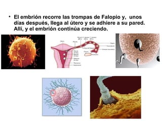 
    El embrión recorre las trompas de Falopio y, unos
    días después, llega al útero y se adhiere a su pared.
    Allí, y el embrión continúa creciendo.
 