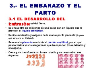 3.- EL EMBARAZO Y EL
            PARTO
    3.1 EL DESARROLLO DEL

    EMBRIÓN
    Se adhiere a la pared del útero.

    Se encuentra en el interior de una bolsa con un líquido que lo
    protege, el líquido amniótico.

    Recibe nutrientes y oxígeno de la madre por la placenta (órgano
    que se forma en él útero).

    Se une a la placenta mediante el cordón umbilical, por el que
    pasan varios vasos sanguíneos que transportan los nutrientes y
    el oxígeno.

    Crece y se transforma: su forma cambia y se desarrollan sus
    órganos.
 