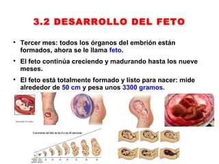 3.2 DESARROLLO DEL FETO


    Tercer mes: todos los órganos del embrión están
    formados, ahora se le llama feto.

    El feto continúa creciendo y madurando hasta los nueve
    meses.

    El feto está totalmente formado y listo para nacer: mide
    alrededor de 50 cm y pesa unos 3300 gramos.
 