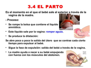 3.4 EL PARTO
Es el momento en el que el bebé sale al exterior a través de la
  vagina de la madre.
- Proceso:

    Se rompe la bolsa que contiene el líquido
    amniótico.

    Este líquido sale por la vagina: romper aguas.

    Se produce la dilatación:
Se abre poco a poco la salida del útero que se contrae cada cierto
  tiempo para expulsar al bebé.

    Sigue la fase de expulsión: salida del bebé a través de la vagina.

    La madre ayuda a nacer a su bebé empujando
    con fuerza con los músculos del abdomen.
 