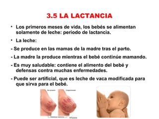 3.5 LA LACTANCIA

    Los primeros meses de vida, los bebés se alimentan
    solamente de leche: periodo de lactancia.

    La leche:
- Se produce en las mamas de la madre tras el parto.
- La madre la produce mientras el bebé continúe mamando.
- Es muy saludable: contiene el alimento del bebé y
   defensas contra muchas enfermedades.
- Puede ser artificial, que es leche de vaca modificada para
   que sirva para el bebé.
 