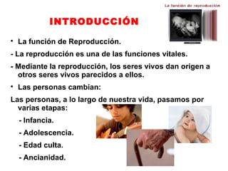 INTRODUCCIÓN

    La función de Reproducción.
- La reproducción es una de las funciones vitales.
- Mediante la reproducción, los seres vivos dan origen a
  otros seres vivos parecidos a ellos.

    Las personas cambian:
Las personas, a lo largo de nuestra vida, pasamos por
  varias etapas:
    - Infancia.
    - Adolescencia.
    - Edad culta.
    - Ancianidad.
 