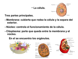 
                           La célula.

Tres partes principales.
- Membrana: cubierta que rodea la célula y la separa del
  exterior.
- Núcleo: controla el funcionamiento de la célula.
- Citoplasma: parte que queda entre la membrana y el
   núcleo.
   En el se encuentra los orgánulos.
 