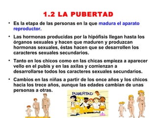 1.2 LA PUBERTAD

    Es la etapa de las personas en la que madura el aparato
    reproductor.

    Las hormonas producidas por la hipófisis llegan hasta los
    órganos sexuales y hacen que maduren y produzcan
    hormonas sexuales, éstas hacen que se desarrollen los
    caracteres sexuales secundarios.

    Tanto en los chicos como en las chicas empieza a aparecer
    vello en el pubis y en las axilas y comienzan a
    desarrollarse todos los caracteres sexuales secundarios.

    Cambios en las niñas a partir de los once años y los chicos
    hacia los trece años, aunque las edades cambian de unas
    personas a otras.
 
