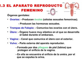 1.3 EL APARATO REPRODUCTOR
          FEMENINO
   Órganos genitales:
   
       Ovarios: - Producen óvulos (células sexuales femeninas).
              - Producen las hormonas sexuales.
   
       Trompas de Falopio: - Comunica los ovarios con el útero.
   
       Útero: - Órgano hueco muy elástico en el que se desarrolla
                el bebé durante el embarazo.
   
       Vagina: - Canal que comunica el útero con el exterior.
   
       Vulva: - Parte externa del aparato reproductor.
           - Formada por dos pliegues de piel (labios) que
             protegen el orificio de la vagina.
           - En ella se encuentra el orificio de la uretra, por el
             que se expulsa la orina.
 