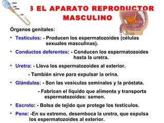 1.3 EL APARATO REPRODUCTOR
               MASCULINO
Órganos genitales:

    Testículos: - Producen los espermatozoides (células
                  sexuales masculinas).

    Conductos deferentes: - Conducen los espermatozoides
                            hasta la uretra.

    Uretra: - Lleva los espermatozoides al exterior.
         - También sirve para expulsar la orina.

    Glándulas: - Son las vesículas seminales y la próstata.
             - Fabrican el líquido que alimenta y transporta
                espermatozoides: semen.

    Escroto: - Bolsa de tejido que protege los testículos.

    Pene: -En su extremo, desemboca la uretra, que expulsa
         los espermatozoides al exterior.
 