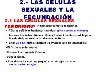 2.- LAS CÉLULAS
             SEXUALES Y LA
              FECUNDACIÓN
2.1 LAS CÉLULAS SEXUALES
FEMENINAS

  Son los óvulos, también llamados gametos femeninos.

    Células esféricas bastantes grandes ( aprox. 1 décima de milímetro)

    Los ovarios de las niñas contienen óvulos inmaduros. Al llegar a
    la pubertad, los óvulos empiezan a madurar.

    Cada 28 días (aprox.) madura un óvulo de uno de los ovarios:
- El óvulo sale del ovario.
- Recorre las tropas de Falopio.
- Pasa al útero.
- Sale al exterior con una pequeña hemorragia llamada
   menstruación o regla.
 