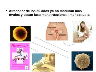 
    Alrededor de los 50 años ya no maduran más
    óvulos y cesan lasa menstruaciones: menopausia.
 