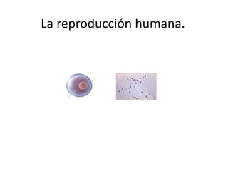 La reproducción humana.
 