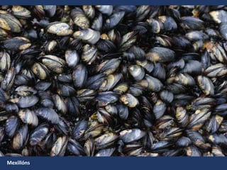 Mexillóns
 