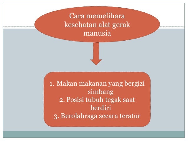 Organ Gerak Hewan Dan Manusia