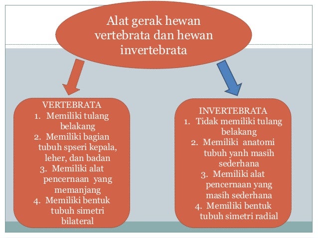 Organ Gerak Hewan  dan Manusia