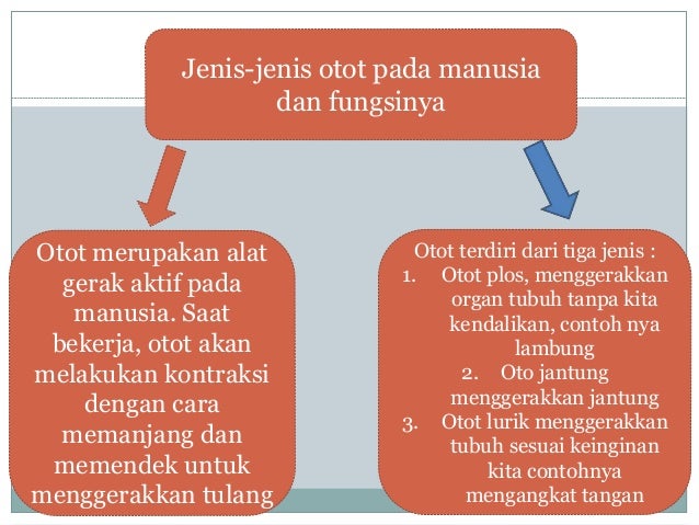  Organ  Gerak  Hewan  dan  Manusia