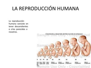 LA REPRODUCCIÓN HUMANA

La reproducción
humana consiste en
tener descendientes
o crías parecidos a
nosotros.
 