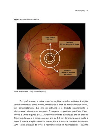 Introdução | 26
Figura 3 - Anatomia da retina II
Fonte: Adaptada de Tsang e Sharma (2018).
Topograficamente, a retina possui as regiões central e periférica. A região
central é conhecida como mácula, corresponde à área de melhor acuidade visual,
tem aproximadamente 5,5 mm de diâmetro e é limitada superiormente e
inferiormente pelas arcadas temporais. É composta por perifóvea, parafóvea, fóvea,
fovéola e umbo (Figuras 2 e 3). A perifóvea circunda a parafóvea em um anel de
1,5 mm de largura e a parafóvea é um anel de 0,5 mm de largura que circunda a
fóvea. A fóvea é a região central da mácula, mede 1,5 mm de diâmetro, é avascular
(ZAF - zona avascular da fóvea) e ricamente densa em fotorreceptores - 200.000
 
