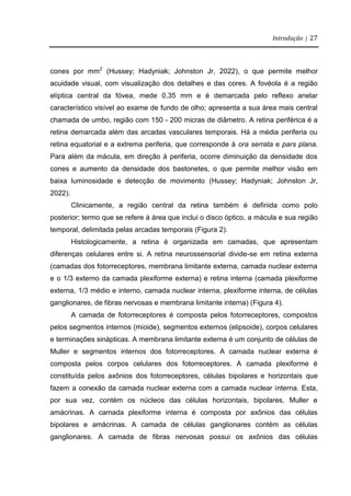 Introdução | 27
cones por mm2
(Hussey; Hadyniak; Johnston Jr, 2022), o que permite melhor
acuidade visual, com visualização dos detalhes e das cores. A fovéola é a região
elíptica central da fóvea, mede 0,35 mm e é demarcada pelo reflexo anelar
característico visível ao exame de fundo de olho; apresenta a sua área mais central
chamada de umbo, região com 150 - 200 micras de diâmetro. A retina periférica é a
retina demarcada além das arcadas vasculares temporais. Há a média periferia ou
retina equatorial e a extrema periferia, que corresponde à ora serrata e pars plana.
Para além da mácula, em direção à periferia, ocorre diminuição da densidade dos
cones e aumento da densidade dos bastonetes, o que permite melhor visão em
baixa luminosidade e detecção de movimento (Hussey; Hadyniak; Johnston Jr,
2022).
Clinicamente, a região central da retina também é definida como polo
posterior; termo que se refere à área que inclui o disco óptico, a mácula e sua região
temporal, delimitada pelas arcadas temporais (Figura 2).
Histologicamente, a retina é organizada em camadas, que apresentam
diferenças celulares entre si. A retina neurossensorial divide-se em retina externa
(camadas dos fotorreceptores, membrana limitante externa, camada nuclear externa
e o 1/3 externo da camada plexiforme externa) e retina interna (camada plexiforme
externa, 1/3 médio e interno, camada nuclear interna, plexiforme interna, de células
ganglionares, de fibras nervosas e membrana limitante interna) (Figura 4).
A camada de fotorreceptores é composta pelos fotorreceptores, compostos
pelos segmentos internos (mioide), segmentos externos (elipsoide), corpos celulares
e terminações sinápticas. A membrana limitante externa é um conjunto de células de
Muller e segmentos internos dos fotorreceptores. A camada nuclear externa é
composta pelos corpos celulares dos fotorreceptores. A camada plexiforme é
constituída pelos axônios dos fotorreceptores, células bipolares e horizontais que
fazem a conexão da camada nuclear externa com a camada nuclear interna. Esta,
por sua vez, contém os núcleos das células horizontais, bipolares, Muller e
amácrinas. A camada plexiforme interna é composta por axônios das células
bipolares e amácrinas. A camada de células ganglionares contém as células
ganglionares. A camada de fibras nervosas possui os axônios das células
 
