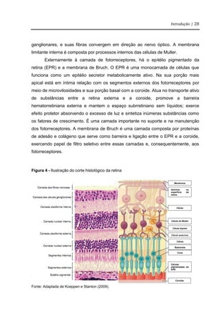 Introdução | 28
ganglionares, e suas fibras convergem em direção ao nervo óptico. A membrana
limitante interna é composta por processos internos das células de Muller.
Externamente à camada de fotorreceptores, há o epitélio pigmentado da
retina (EPR) e a membrana de Bruch. O EPR é uma monocamada de células que
funciona como um epitélio secretor metabolicamente ativo. Na sua porção mais
apical está em íntima relação com os segmentos externos dos fotorreceptores por
meio de microvilosidades e sua porção basal com a coroide. Atua no transporte ativo
de substâncias entre a retina externa e a coroide, promove a barreira
hematorretiniana externa e mantem o espaço subrretiniano sem líquidos; exerce
efeito protetor absorvendo o excesso de luz e sintetiza inúmeras substâncias como
os fatores de crescimento. É uma camada importante no suporte e na manutenção
dos fotorreceptores. A membrana de Bruch é uma camada composta por proteínas
de adesão e colágeno que serve como barreira e ligação entre o EPR e a coroide,
exercendo papel de filtro seletivo entre essas camadas e, consequentemente, aos
fotorreceptores.
Figura 4 - Ilustração do corte histológico da retina
Fonte: Adaptado: Berne e Levy Phisiology. 6
Fonte: Adaptada de Koeppen e Stanton (2009).
Membrana
limitante interna
Axônios na
superfície da
retina
Célula
ganglionar
Célula de Muller
Célula bipolar
Célula amácrina
Célula
horizontal
Bastonete
Cone
Células
pigmentadas do
EPR
Coroide
 