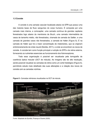 Introdução | 29
1.3 Coroide
A coroide é uma camada vascular localizada abaixo do EPR que possui uma
das maiores taxas de fluxo sanguíneo do corpo humano. É composta por uma
camada mais interna, a coriocapilar, uma camada contínua de grandes capilares
fenestrados logo abaixo da membrana de Bruch, uma camada intermediária de
vasos de tamanho médio, não fenestrados, chamada de camada de Sattler, e uma
camada de grandes vasos não fenestrados, a camada de Haller (Figura 5). É na
camada de Haller que há a maior concentração de melanócitos, que se originam
embrionariamente da crista neural (Dantés, 2011), e onde se encontram os nevos de
coroide. A coroide tem como função principal a nutrição do EPR e da retina externa,
fornecendo os nutrientes essenciais ao funcionamento dos fotorreceptores.
Toda essa organização é possível ser visualizada pela tomografia de
coerência óptica macular (OCT de mácula). As imagens são de alta resolução,
sendo possível visualizar as camadas da retina como um corte histológico (Figura 5),
permitindo estudo mais detalhado das suas alterações e a relação dos nevos de
coroide com as camadas vizinhas.
Figura 5 - Camadas retinianas visualizadas na OCT de mácula.
Fonte: Adaptada de Quintão, Proença e Duarte (2020).
 