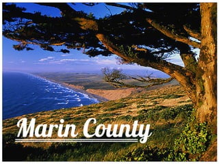 Marin County Landscape