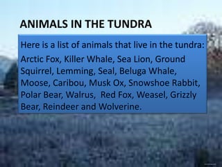 ANIMALS IN THE TUNDRA
Here is a list of animals that live in the tundra:
Arctic Fox, Killer Whale, Sea Lion, Ground
Squirrel, Lemming, Seal, Beluga Whale,
Moose, Caribou, Musk Ox, Snowshoe Rabbit,
Polar Bear, Walrus, Red Fox, Weasel, Grizzly
Bear, Reindeer and Wolverine.




                                                     www.freeimages.co.uk
 