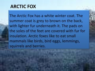 ARCTIC FOX
The Arctic Fox has a white winter coat. The
summer coat is grey to brown on the back,
with lighter fur underneath it. The pads on
the soles of the feet are covered with fur for
insulation. Arctic foxes like to eat small
mammals like birds, bird eggs, lemmings,
squirrels and berries.




                                                 www.freeimages.co.uk
 