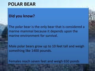 POLAR BEAR

Did you know?

The polar bear is the only bear that is considered a
marine mammal because it depends upon the
marine environment for survival.

Male polar bears grow up to 10 feet tall and weigh
something like 1400 pounds.

Females reach seven feet and weigh 650 ponds

                                                       www.freeimages.co.uk
 