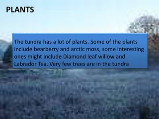 PLANTS


 The tundra has a lot of plants. Some of the plants
 include bearberry and arctic moss, some interesting
 ones might include Diamond leaf willow and
 Labrador Tea. Very few trees are in the tundra




                                                       www.freeimages.co.uk
 