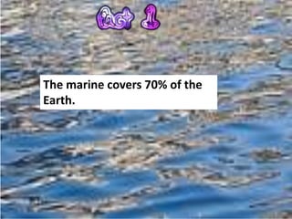 The marine covers 70% of the
Earth.
 