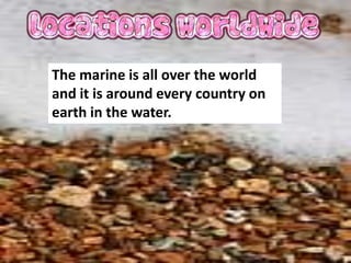 The marine is all over the world
and it is around every country on
earth in the water.
 