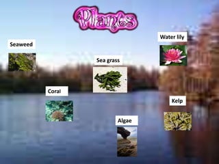 Water lily
Seaweed

                  Sea grass




          Coral
                                      Kelp


                          Algae
 