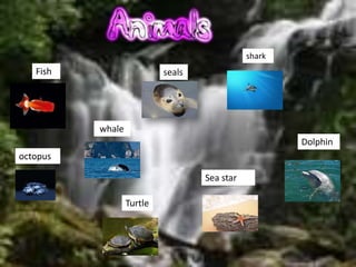 shark
   Fish                    seals




          whale
                                                      Dolphin
octopus

                                   Sea star

                  Turtle
 