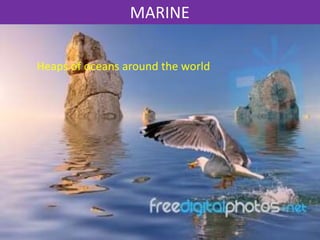 MARINE

Heaps of oceans around the world
 