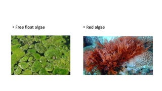 • Red algae• Free float algae
 