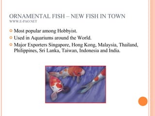 ORNAMENTAL FISH – NEW FISH IN TOWN WWW.E-PAO.NET Most popular among Hobbyist. Used in Aquariums around the World. Major Exporters Singapore, Hong Kong, Malaysia, Thailand, Philippines, Sri Lanka, Taiwan, Indonesia and India. 