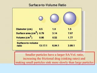 Smaller particles have a larger SA/Vol. ratio,
increasing the frictional drag (sinking rates) and
making small particles sink more slowly than large particles
 