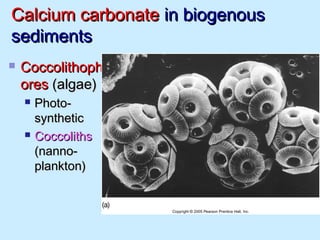 Calcium carbonateCalcium carbonate in biogenousin biogenous
sedimentssediments
 CoccolithophCoccolithoph
oresores (algae)(algae)
 Photo-Photo-
syntheticsynthetic
 CoccolithsCoccoliths
(nanno-(nanno-
plankton)plankton)
 