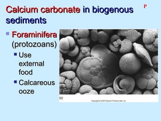 Calcium carbonateCalcium carbonate in biogenousin biogenous
sedimentssediments
 ForaminiferaForaminifera
(protozoans)(protozoans)
 UseUse
externalexternal
foodfood
 CalcareousCalcareous
oozeooze
P
 