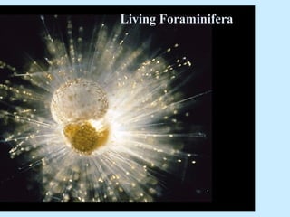 Living Foraminifera
 