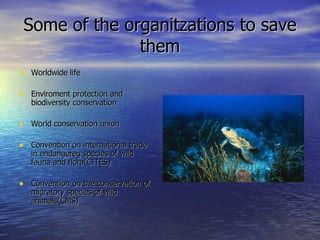 Some of the organitzations to save them <ul><li>Worldwide life </li></ul><ul><li>Enviroment protection and biodiversity co...