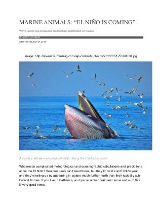 MARINE ANIMALS: “EL NIÑO IS COMING”
Warm-water sea creatures are flocking northward en masse
BY JUSTIN HOUSMAN
| POSTED ON JULY 21, 2015
image: http://stwww.surfermag.com/wp-content/uploads/2015/07/175566538.jpg
A Bryde’s Whale—an unusual visitor along the California coast.
Who needs complicated meteorological and oceanographic calculations and predictions
about the El Niño? Sea creatures can’t read those, but they know it’s an El Niño year,
and they’re telling us by appearing in waters much further north than their typically sub-
tropical homes. If you live in California, and you’re a fan of rain and snow and surf, this
is very good news.
 